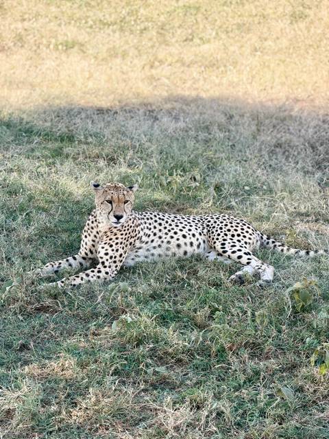       A cheetah rests alertly on dry grass, its spotted coat contrasting with the pale field.
  