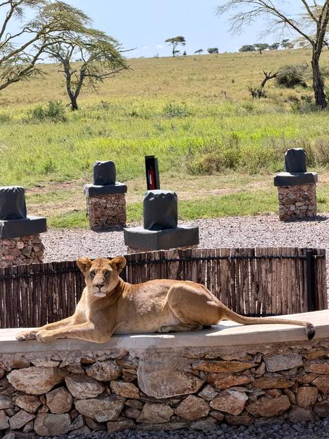       A lioness stands in front of a low wooden fence near a lodge area with stone posts and grassy surroundings.
  