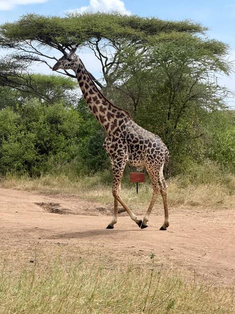       A patterned giraffe walks across a dirt track near bushy trees, towering above a small sign.
  