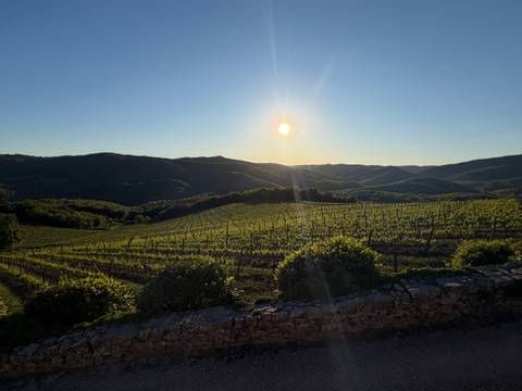       Sun sets over rolling Tuscan vineyards, casting a warm glow across the green rows.
  