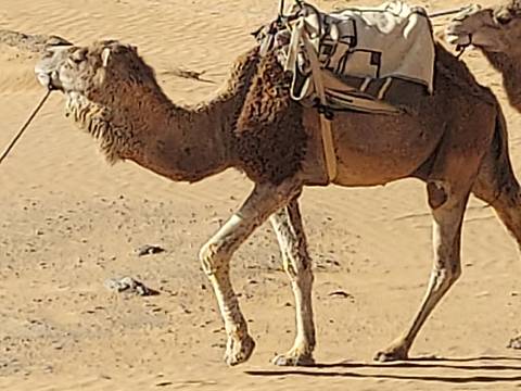      Close-up side view of a saddled camel standing on desert sand.
  