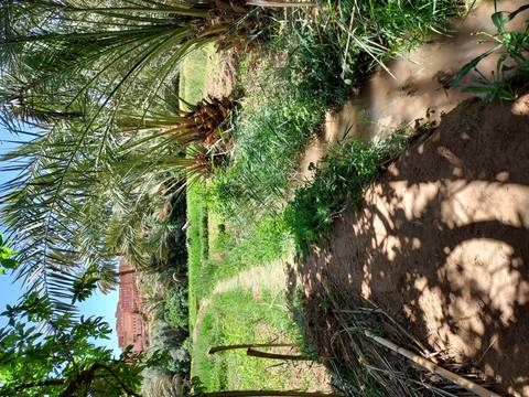       Lush green oasis garden with date palms and irrigation channels set against a sun-baked kasbah wall in the distance.
  