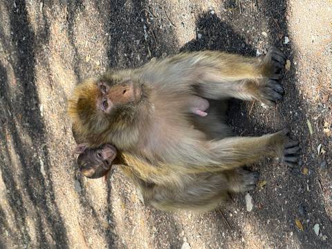       Adult macaque sits on the forest floor while a baby clings to its back.
  