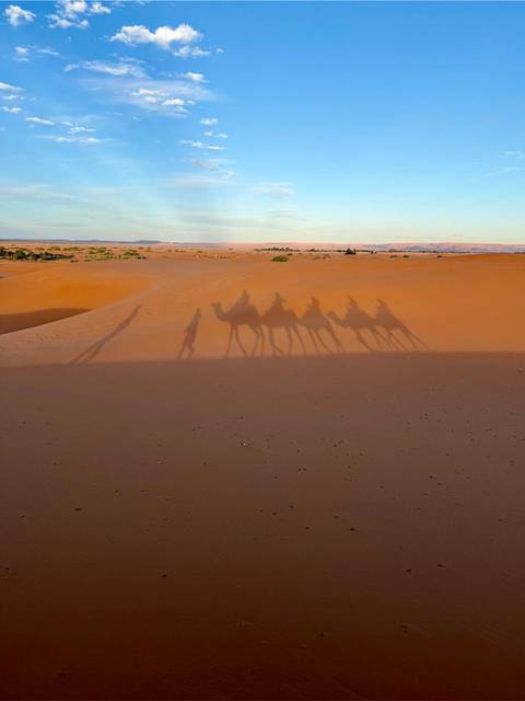       Series of camel silhouettes cast long shadows over smooth Saharan sand.
  