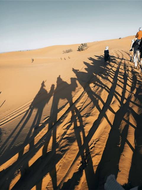       Silhouetted camel shadows cast on sun-lit dunes in the Sahara
  