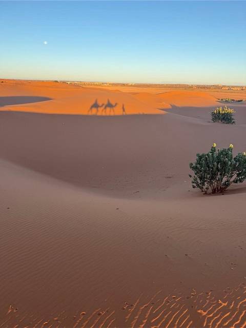       Shadow of camels and riders falls across a smooth reddish dune with sparse shrubs
  
