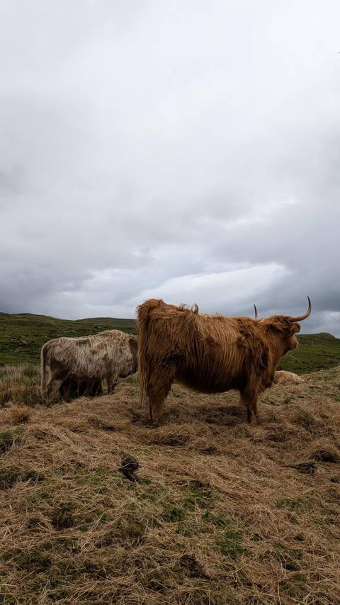       Shaggy Highland cattle grazing under a gray sky on rolling green moorland.
  