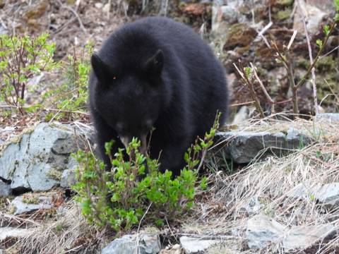       Black bear cub foraging among spring shrubs and rocks in a wilderness setting.
  