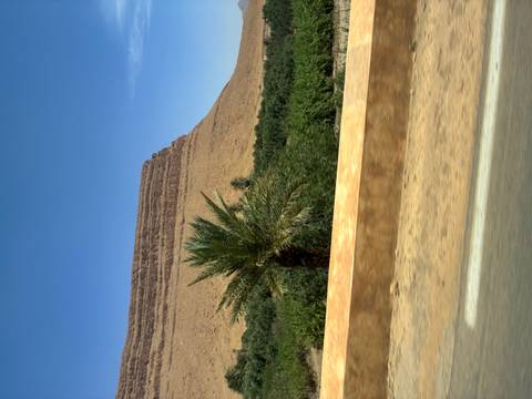       Roadside snapshot of a desert mesa rising behind a lone palm and oasis vegetation under a deep blue sky.
  