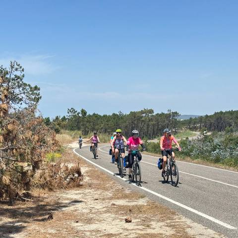       Cyclists ride a coastal road bordered by pine forest on a clear day.
  