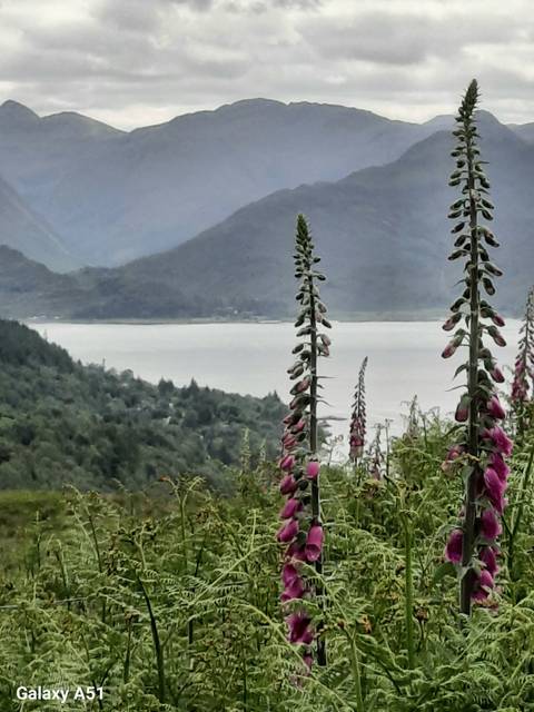      Pink foxglove flowers in the foreground with a misty lake and green Scottish hills rising beyond.
  