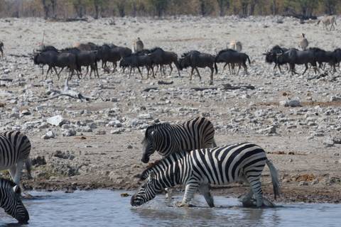       Zebras drink from a waterhole while a herd of wildebeest gathers on the stony savannah behind them.
  