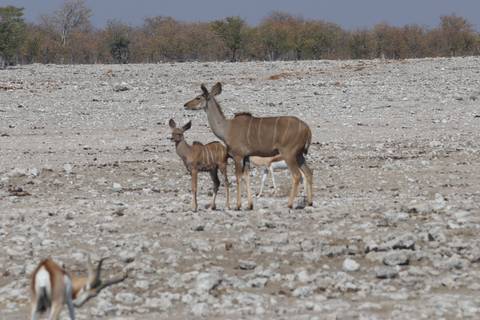       A kudu mother with her calf stands alert on the rocky Etosha plain.
  