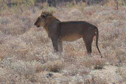       Young male lion surveys the dry grassland, golden light highlighting its mane.
  