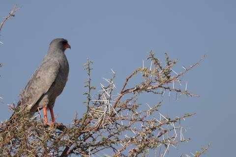       A grey raptor perches on a thorny acacia branch against a clear blue sky.
  
