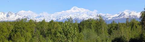       Majestic Denali peak towers above green birch forest on a clear day.
  