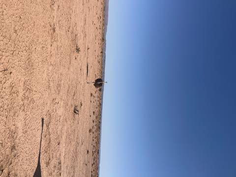       A solitary ostrich stands on cracked desert ground beneath a vast blue sky.
  