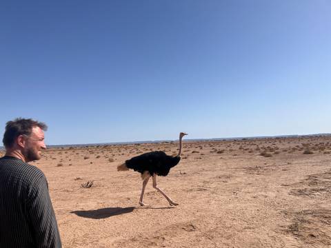       A traveler observes an ostrich walking past on an open desert plain under clear skies.
  
