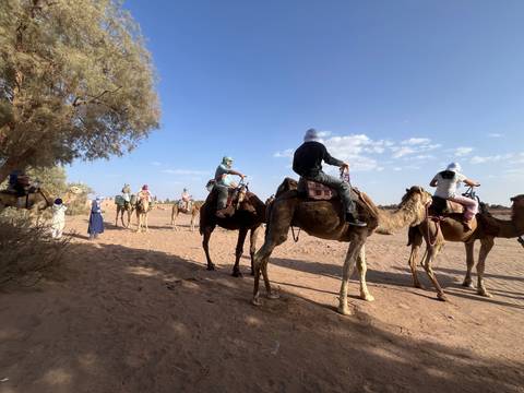       Riders adjust positions atop camels while preparing to leave the desert shade.
  
