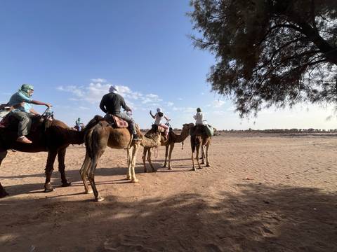       Camels stand in line while riders look out over open desert flats in bright sun.
  