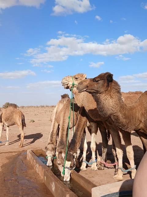       FROM MHAMID To Erg Chigaga Desert – Explore Morocco's Sahara!!! in  5-Day Camel Trek customer review photo 
  