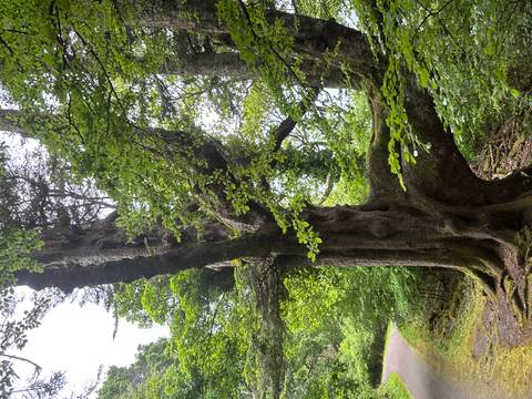       A massive ancient tree with twisting branches stands in a lush forest glade.
  