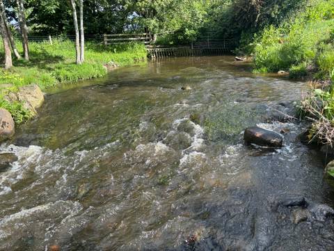       Shallow rocky stream flowing through lush green woodland on a bright day.
  