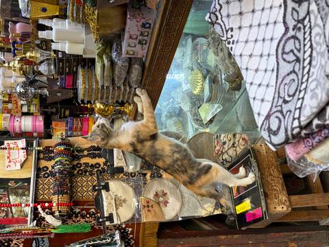       Curious calico cat standing on hind legs at a colorful Moroccan spice and trinket stall.
  