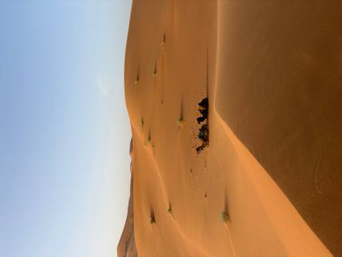       Golden sand dunes of the Sahara with a small group of resting camels under a pale sky.
  