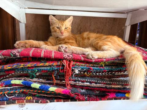       Ginger cat lounging atop a colorful stack of woven Moroccan rugs.
  