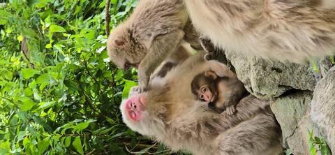      Japanese macaque family grooming atop rocks amidst leafy surroundings
  