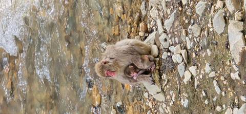       Mother macaque hugging her baby beside a shallow, rocky stream
  