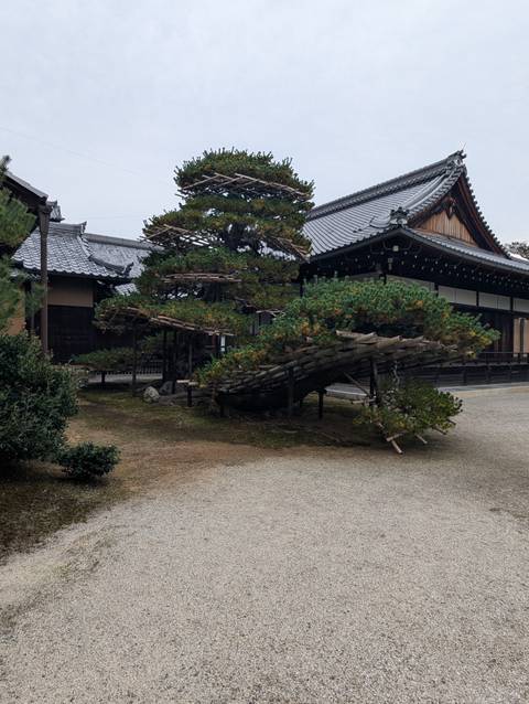       Traditional Japanese garden with carefully pruned pine branches supported by wooden frames beside a temple building.
  