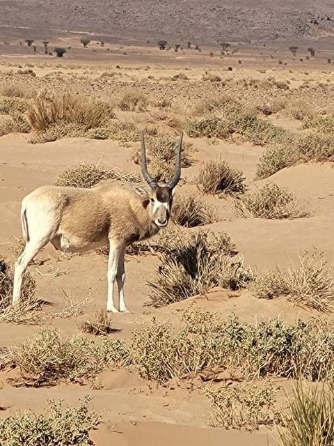       foto de reseña de cliente de DE MARRAKECH A ERG CHIGAGA: Excursión de 4 días con Blue Turbans Adventures 
  