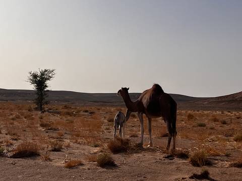       Silhouetted camel and calf stand on sparse desert scrub under a hazy sky.
  