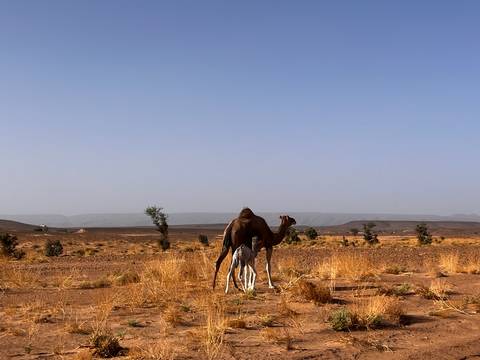       Camel and newborn standing in golden dry grasses with mesas in the distance.
  
