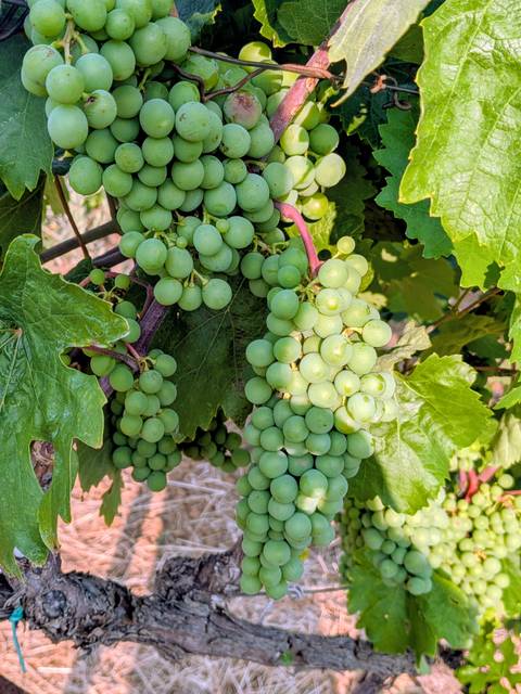       Green grape clusters hang heavily from vines in a sunlit vineyard.
  