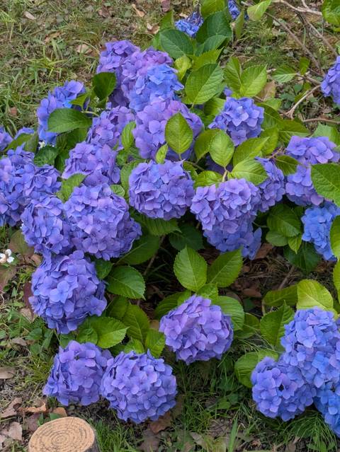       A cluster of vibrant purple hydrangea blossoms fills the frame.
  