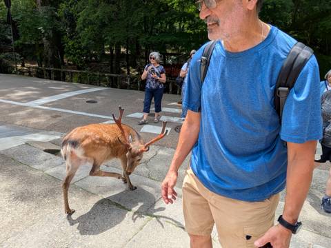       A tame deer strolls near tourists on a temple approach lined with trees.
  
