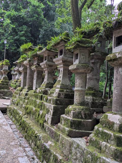       Moss-covered stone lanterns line an ancient shrine path beneath towering trees.
  