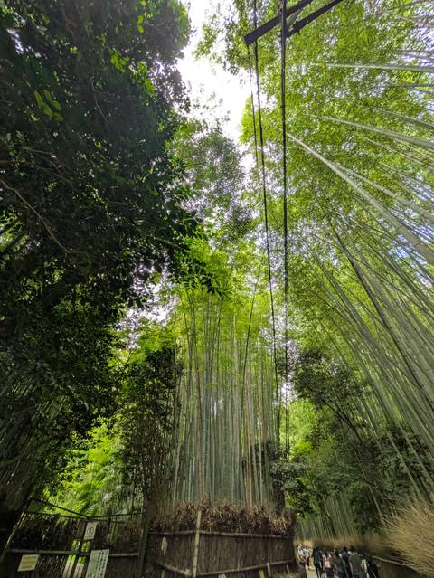       Upward view of dense green bamboo canopy with sunlit leaves and dark tree trunks
  