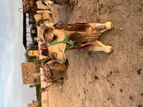       Saddled camels rest on sandy ground near stone building and desert tour staging area
  