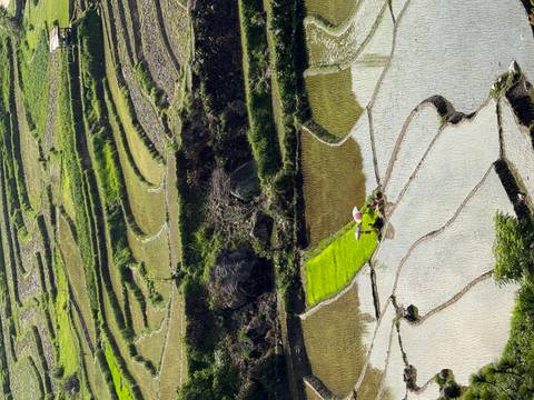       Workers with umbrellas tending bright green rice terraces reflected in flooded paddies
  