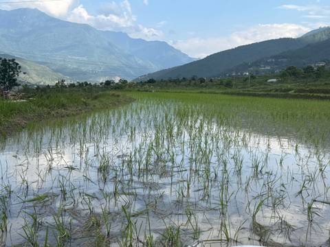       Wide flooded rice paddy stretching toward distant forested mountains under hazy sky
  