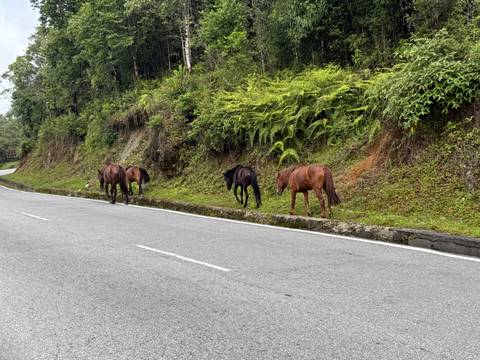       Four free-roaming horses grazing on the verge of a winding mountain road
  