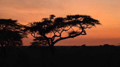       Silhouette of a lone acacia tree against an orange African sunset sky.
  