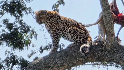       A leopard sits alert on a tree branch beside its recent kill.
  