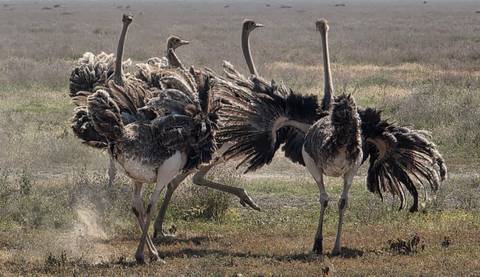       Several ostriches fan their feathers while running across open grassland.
  