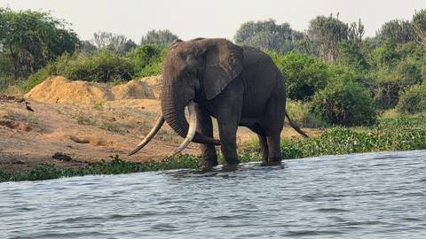       A massive tusked elephant stands in shallow river water beside lush banks.
  