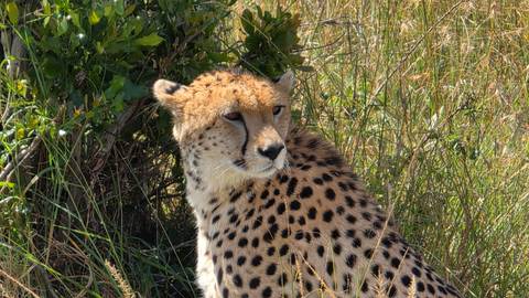       A cheetah rests in tall golden grass, alertly watching its surroundings.
  